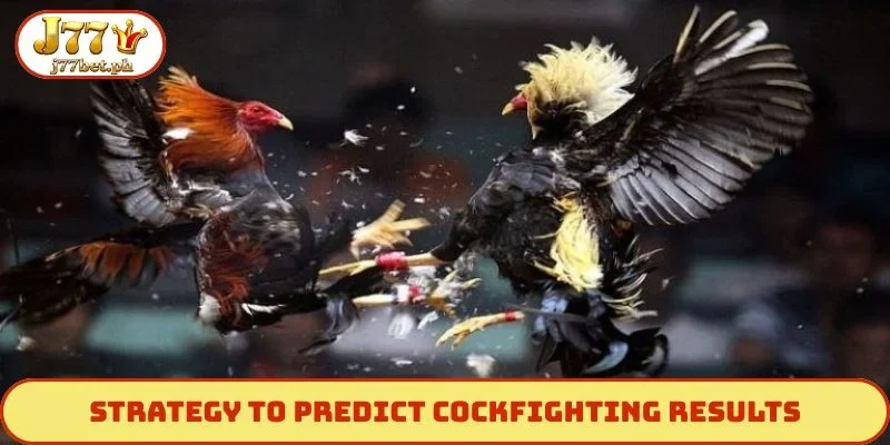 Strategy to predict cockfighting results